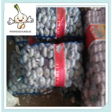 Fresh Garlic Snow White Garlic 5.0cm up Mesh bags Export