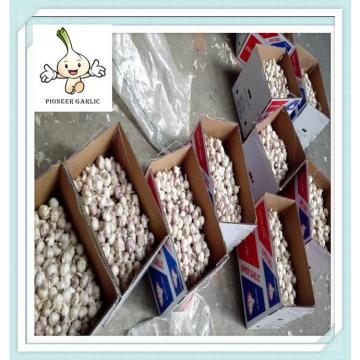 2015 crop dired garlic powder Newest Shandong Fresh Garlic Price in China