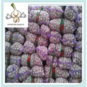 Wholesale low price high quality snow white garlic Fresh white garlic