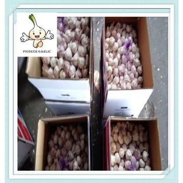 Fresh garlic price of 2015 Wholesale Garlic fresh white garlic in cartons