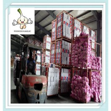 Quotation for Chinese fresh red garlic 4.5cm normal white garlic