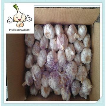 Pure White Garlic 5.5 by 500gx16bag / carton with low price