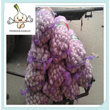 china 2015 fresh garlic for Haiti china high quality white garlic