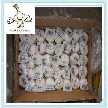 5.0cm New Fresh White Garlic global import and export 5cm normal white garlics