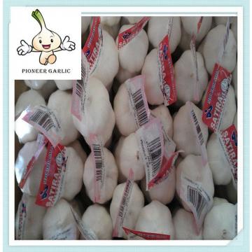 2015 New Crop Fresh Garlic 5.5cm normal white,10kg ctn for Brazil