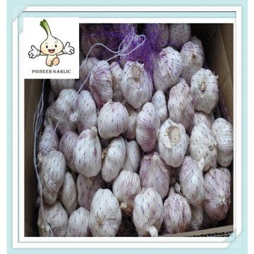 Fresh Chinese garlic white garlic of mesh bag-popular in all market now