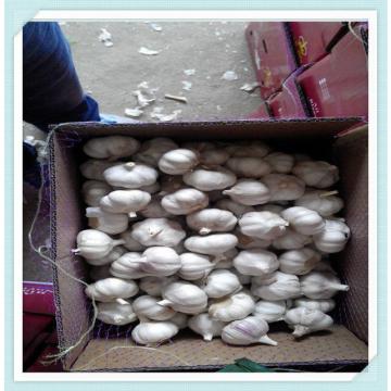 Best Quality Pure White Garlic export to Ecuador red garlic