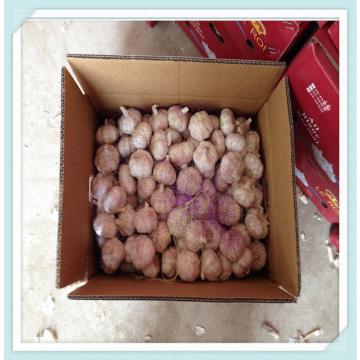 fresh cold storage Jinxiang red garlic / purple garlic / normal white garlic