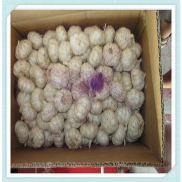 Hot Sale New Garlic jining whosales garlic in cold room-garlic 2015