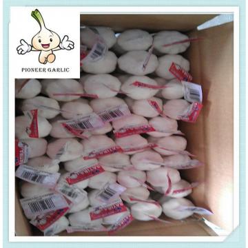 fresh garlic in bags Chinese garlic best price garlic china good quality