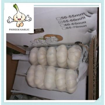 normal white garlic,from Jinxiang okeya,with cheap price 5.0CM&UP