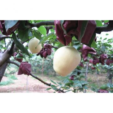 Crisp Yellow Fresh Apple Pear Health Benifits For Supermarket
