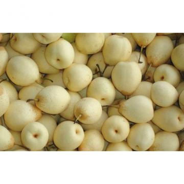 Crisp Yellow Ya Fresh Pears / Pome Fruit Natural For Fruit Shop