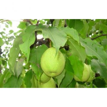 Natural Sweet Juicy Fresh Pears Health Benefits For Sober Antidote