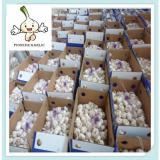 5.5cm FACTORY PURE WHITE FRESH GARLIC Fresh Garlic Supplier In China