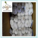 5.5cm normal white and pure white fresh garlic natural and from shandong