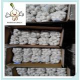 2015 newest favorable price and cute fresh pure white garlic