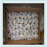 China pure white fresh garlic in mesh bag Best quality new crop Chinese