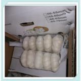 New Crop Jinxiang Fresh Garlic in Carton or Mesh bags