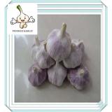 Cheap Price Jinxiang New Crop Pure White Garlic Chinese Pure White Garlic From Jinxiang