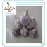 fresh high qualtiy garlic / white natural frozen garlic china