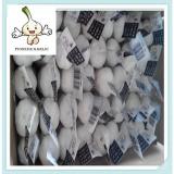 farm price of garlic peeling machine fresh garlic producers with high quality