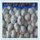 supply Chinese jinxiang fresh normal white garlic (10kg carton box)