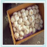 China top quality and cheap garlic from China garlic normal white garlic price