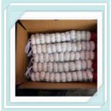 pure white garlic 2015 New Shandong Jinxiang garlic