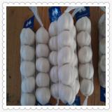 China New Fresh White Garlic- Variety Low Price Normal White Garlic