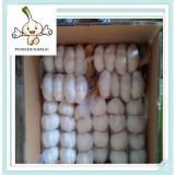 Chinese fresh garlic for sale in bulk Fresh garlic in small mesh bag in bag