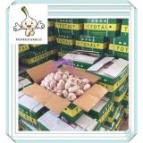 Big and full newest crop fresh garlic in China Jinxiang best quality cheap red garlic