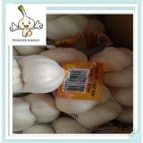 Normal White Chinese Garlic Fresh Purple Garlic High quality wholesale