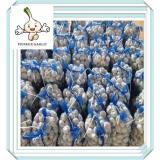 10kg /mesh bag new fresh Normal white garlic -Popular in Market