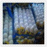 2015 New Fresh shandong(jinxiang) Garlic snow white fresh garlic