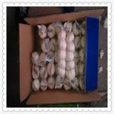 2015 New Crop of Natural Garlic Price for Sale Garlic Distributer