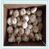 Garlic exporters china 2015 China new crop garlic Best price