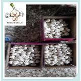 Factory direct supply solo garlic single clove garlic from China with cheap price