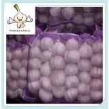 Fresh Garlic - Normal white garlic,low price,10kg,20kg mesh bag,good quality