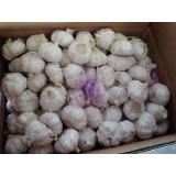 Fresh Pure White Garlic Best Qualty Competitive Price China