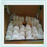 Hot Sale Chinese Fresh Garlic 5.0cm Fresh Pure White Garlic 4pcs In Net Bag