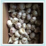 2015 new crop Jinxiang garlic Fresh Nature China Garlic