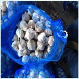 professional Fresh garlic / Normal White Garlic / Pure White Garlic