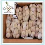 2015 New harvest 5.0cm Pure white garlic (10kgs Mesh bag)