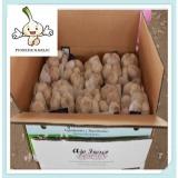 wholesale royal lastest new products garlic chinese new crop garlic