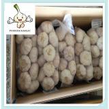 2015 New Crop Fresh Garlic for Ecuador Market with Best Price