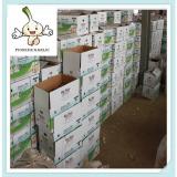 Factory supply qualified environmental friendly garlic