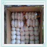 best quality fresh normal white pure white 5-6cm garlic