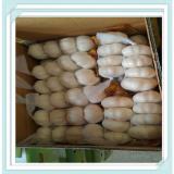 garlic price for 4.5cm packing in 20kg mesh bag Supply