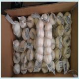 High quality 5.0cm naturally fresh garlic with best market price